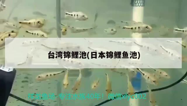 龍魚混養(yǎng)好嗎：龍魚混養(yǎng)最佳方案