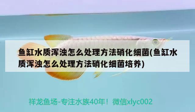 魚缸水質(zhì)渾濁怎么處理方法硝化細(xì)菌(魚缸水質(zhì)渾濁怎么處理方法硝化細(xì)菌培養(yǎng)) 硝化細(xì)菌