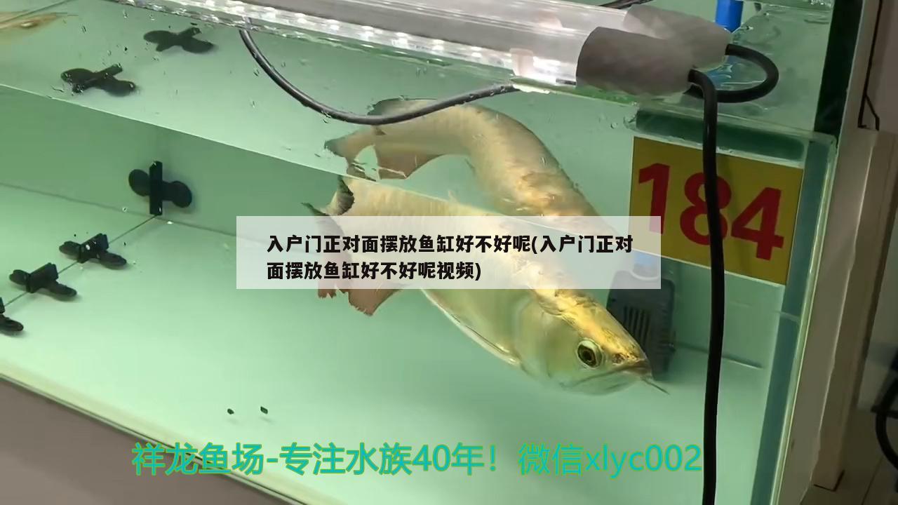 入戶門正對(duì)面擺放魚缸好不好呢(入戶門正對(duì)面擺放魚缸好不好呢視頻) 過背金龍魚