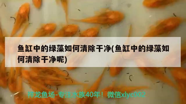 魚(yú)缸殺菌鹽的用法(魚(yú)缸放鹽殺菌用量) 金三間魚(yú) 第1張