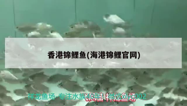 香港錦鯉魚(海港錦鯉官網(wǎng)) 廣州祥龍國際水族貿(mào)易