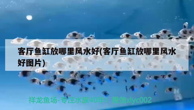 客廳魚缸放哪里風(fēng)水好(客廳魚缸放哪里風(fēng)水好圖片)