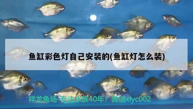 魚(yú)缸彩色燈自己安裝的(魚(yú)缸燈怎么裝) 紅尾平克魚(yú)