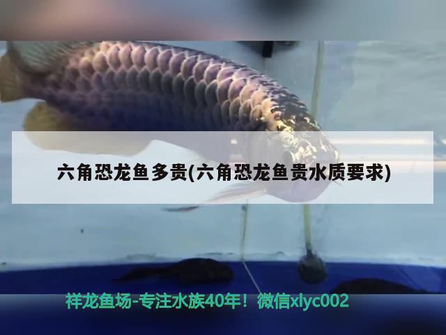 六角恐龍魚多貴(六角恐龍魚貴水質(zhì)要求) 魚糧魚藥