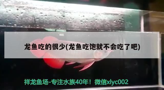 龍魚吃的很少(龍魚吃飽就不會吃了吧) 檸檬鯽