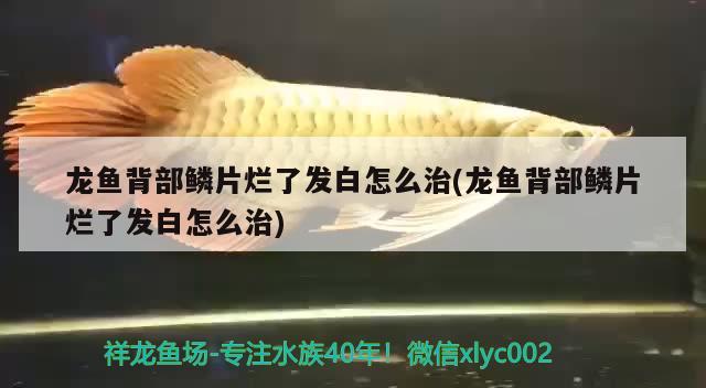 龍魚背部鱗片爛了發(fā)白怎么治(龍魚背部鱗片爛了發(fā)白怎么治) 玫瑰銀版魚