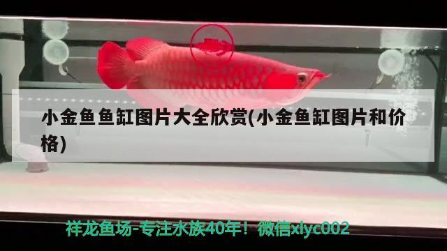 小金魚魚缸圖片大全欣賞(小金魚缸圖片和價格) 水草