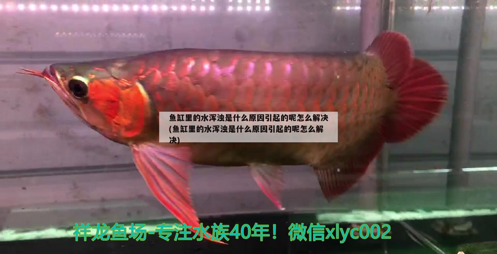 魚缸里的水渾濁是什么原因引起的呢怎么解決(魚缸里的水渾濁是什么原因引起的呢怎么解決) 黑白雙星