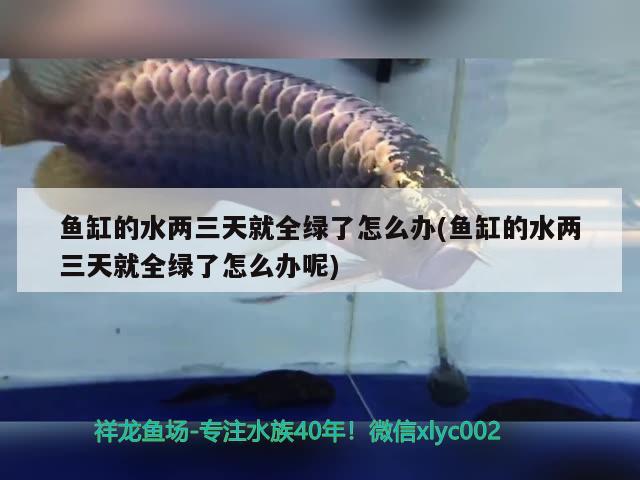 魚缸的水兩三天就全綠了怎么辦(魚缸的水兩三天就全綠了怎么辦呢)