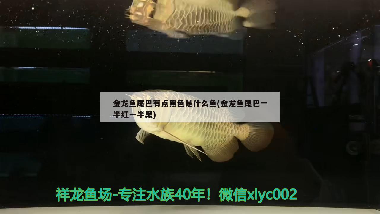 金龍魚尾巴有點(diǎn)黑色是什么魚(金龍魚尾巴一半紅一半黑)