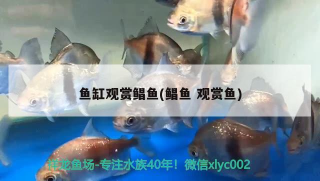 魚缸觀賞鯧魚(鯧魚觀賞魚)