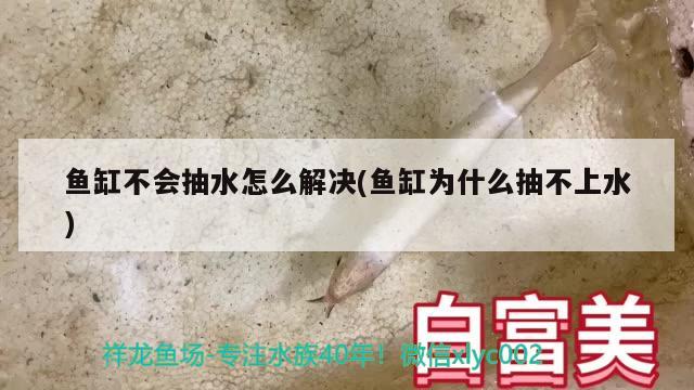 魚缸不會抽水怎么解決(魚缸為什么抽不上水) 狗仔招財貓魚