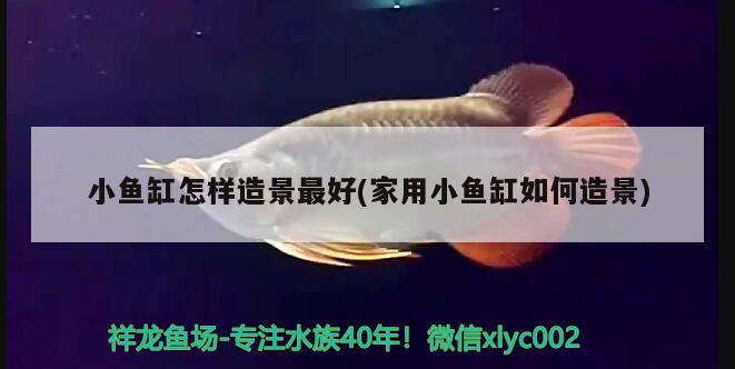 小魚(yú)缸怎樣造景最好(家用小魚(yú)缸如何造景) 財(cái)神鸚鵡魚(yú)