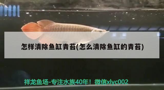 怎樣清除魚缸青苔(怎么清除魚缸的青苔)