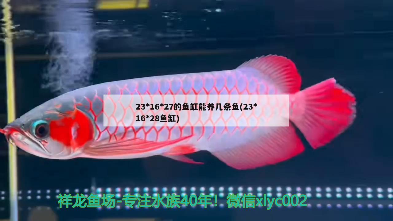 23*16*27的魚缸能養(yǎng)幾條魚(23*16*28魚缸) 銀龍魚苗