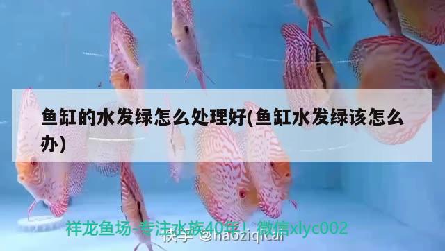 魚缸的水發(fā)綠怎么處理好(魚缸水發(fā)綠該怎么辦) 過背金龍魚