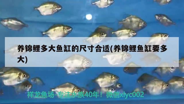 養(yǎng)錦鯉多大魚缸的尺寸合適(養(yǎng)錦鯉魚缸要多大)