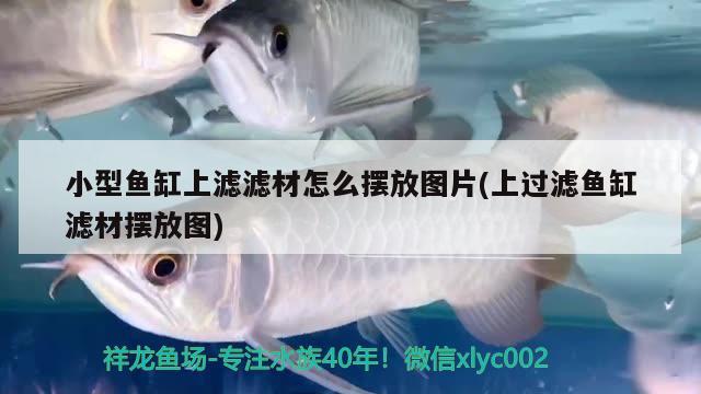 速倍妥龍魚飼料怎么樣 龍魚爛尾怎么知道好了