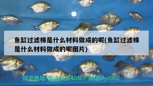 魚缸過濾棉是什么材料做成的呢(魚缸過濾棉是什么材料做成的呢圖片) 馬拉莫寶石魚苗