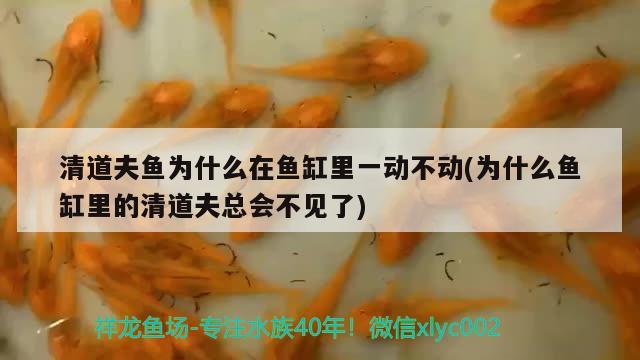 清道夫魚(yú)為什么在魚(yú)缸里一動(dòng)不動(dòng)(為什么魚(yú)缸里的清道夫總會(huì)不見(jiàn)了) 眼斑魚(yú)