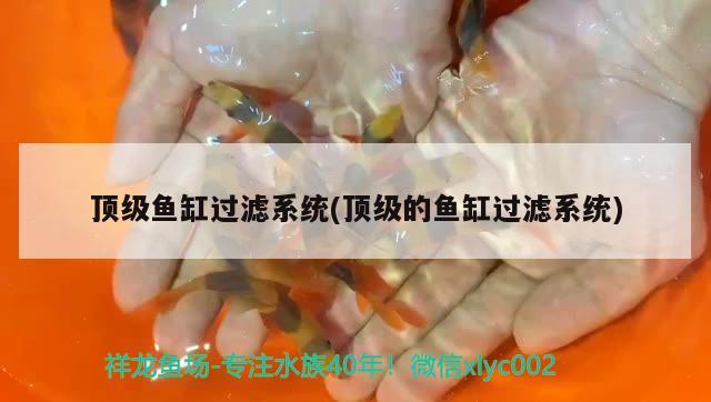 頂級(jí)魚缸過濾系統(tǒng)(頂級(jí)的魚缸過濾系統(tǒng)) 斑馬狗頭魚