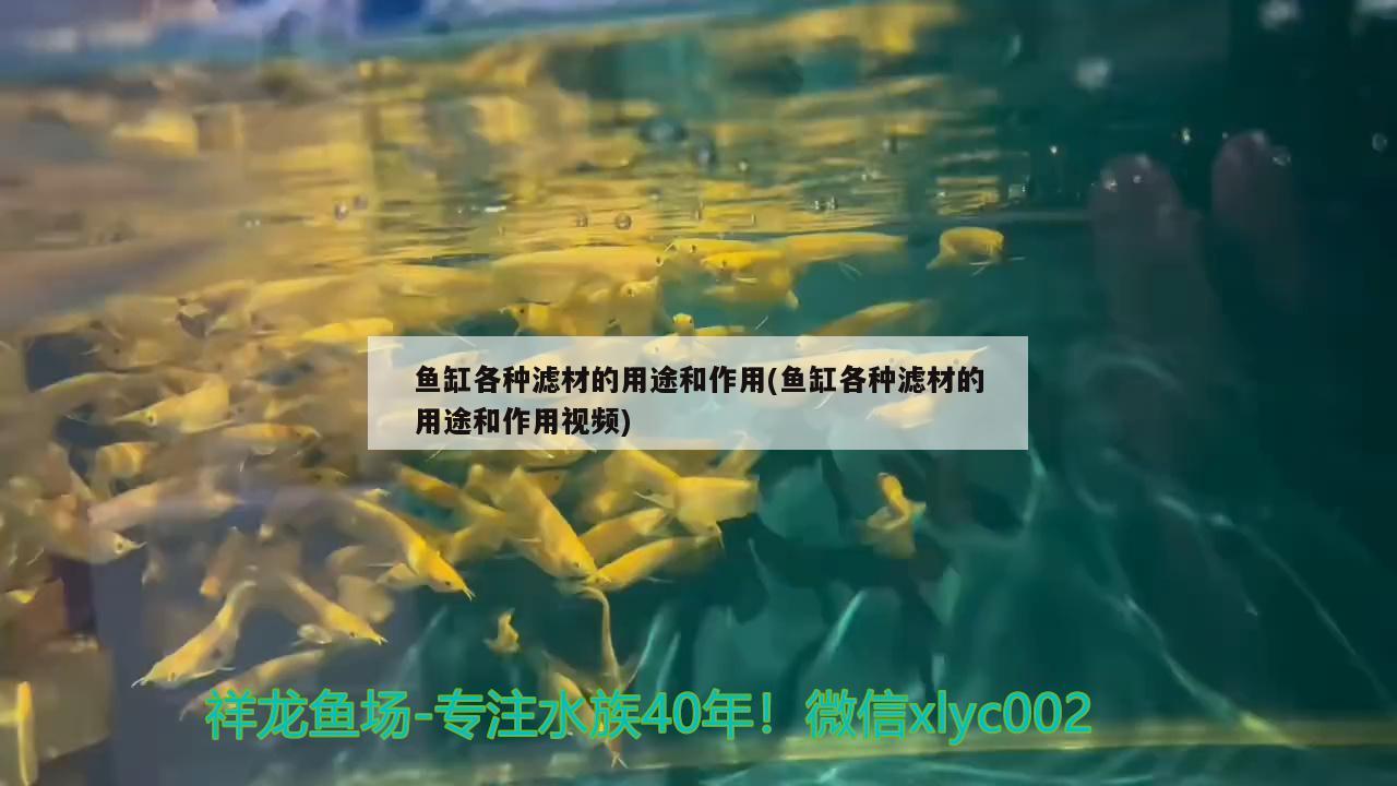 魚缸各種濾材的用途和作用(魚缸各種濾材的用途和作用視頻)