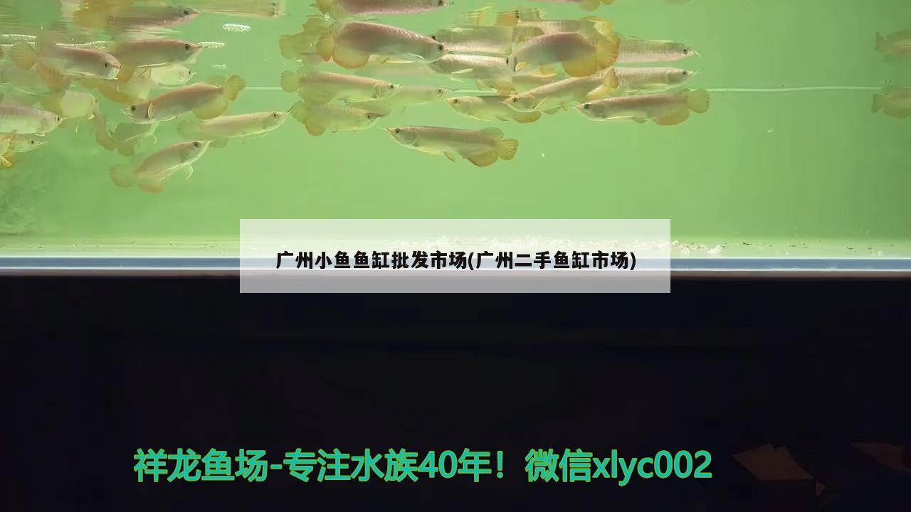 蠑螈的毒性小火龍的毒性小火龍的毒性，蠑螈和小火龍的毒性小火龍的毒性水平 魚缸定做 第3張