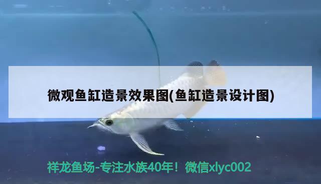 微觀魚缸造景效果圖(魚缸造景設(shè)計(jì)圖) 過背金龍魚