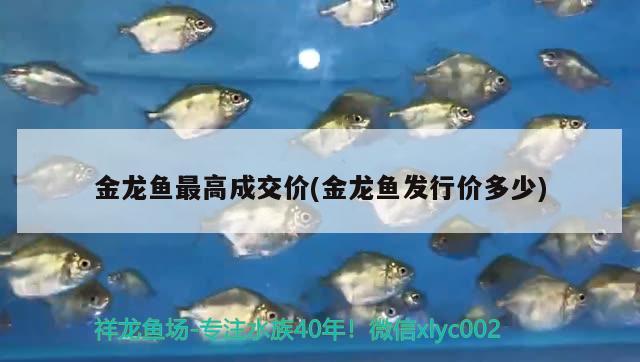 金龍魚最高成交價(jià)(金龍魚發(fā)行價(jià)多少)