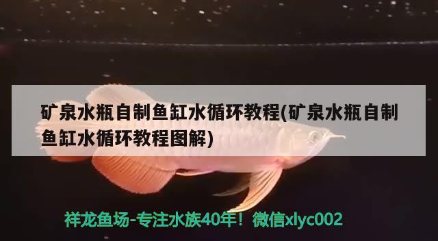 礦泉水瓶自制魚缸水循環(huán)教程(礦泉水瓶自制魚缸水循環(huán)教程圖解) 龍魚百科