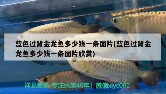 清洗魚缸的方法有哪些呢：清洗魚缸用什么清洗最好