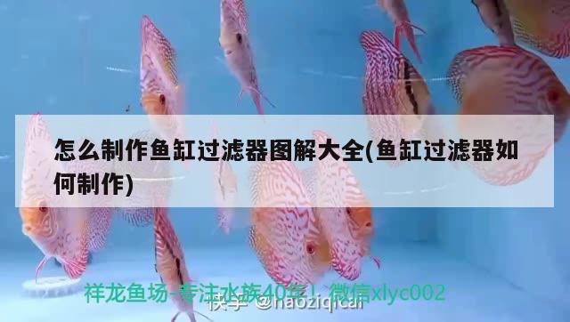 深圳市龍華新區(qū)杰喜喵寵物店 全國水族館企業(yè)名錄 第4張