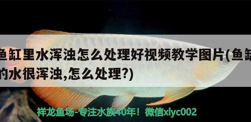 魚缸里水渾濁怎么處理好視頻教學(xué)圖片(魚缸的水很渾濁,怎么處理?) 黃金斑馬魚