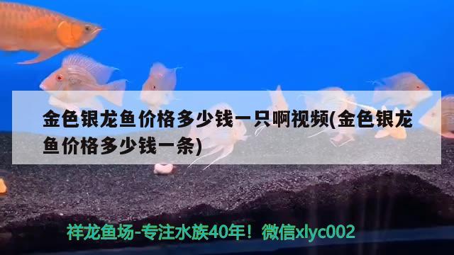 金色銀龍魚價格多少錢一只啊視頻(金色銀龍魚價格多少錢一條)