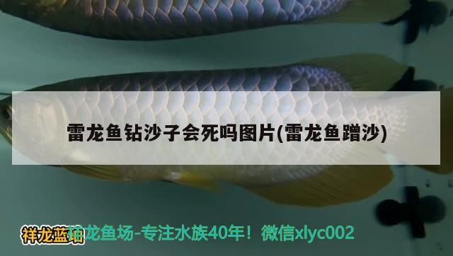 雷龍魚鉆沙子會(huì)死嗎圖片(雷龍魚蹭沙) 成吉思汗鯊（球鯊）魚