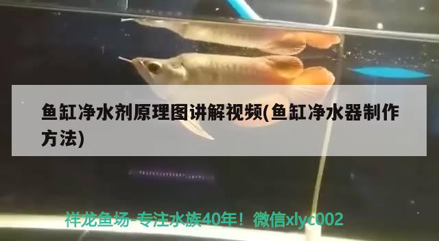 魚缸凈水劑原理圖講解視頻(魚缸凈水器制作方法) 白條過背金龍魚 第2張