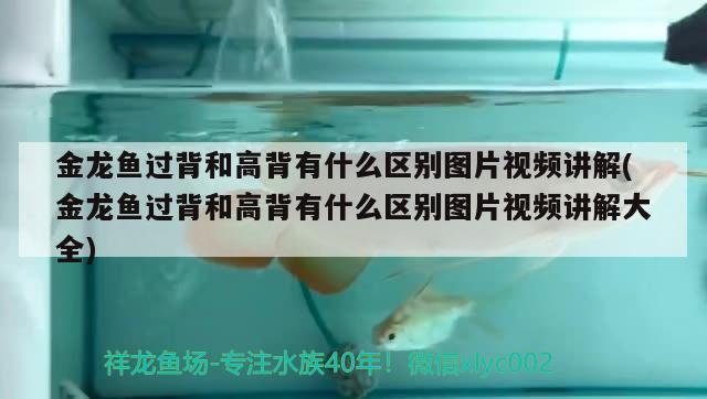 金龍魚過背和高背有什么區(qū)別圖片視頻講解(金龍魚過背和高背有什么區(qū)別圖片視頻講解大全) 銀古魚苗