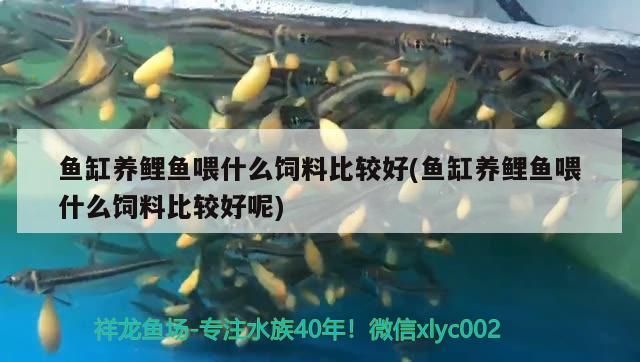 湛江魚缸水族箱批發(fā)市場地址在哪里呀(湛江哪里有魚缸買) 魚缸/水族箱 第1張