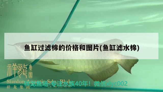 魚(yú)缸過(guò)濾棉的價(jià)格和圖片(魚(yú)缸濾水棉)