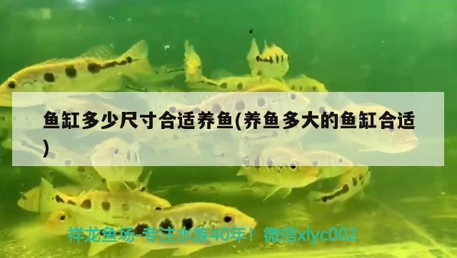 魚缸多少尺寸合適養(yǎng)魚(養(yǎng)魚多大的魚缸合適)