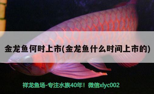 金龍魚何時(shí)上市(金龍魚什么時(shí)間上市的) 狗仔招財(cái)貓魚