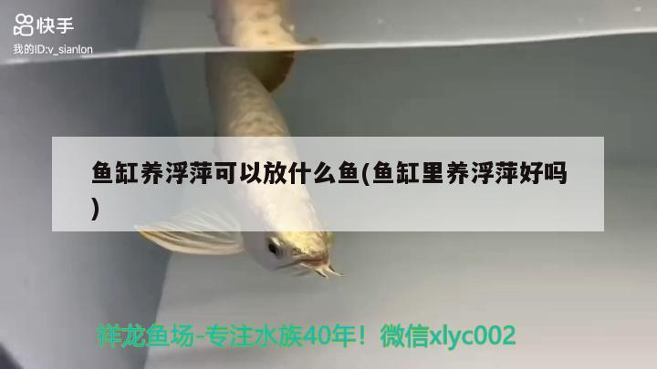 魚缸下過濾配件叫什么(魚缸下過濾配件叫什么名字) 豹紋夫魚苗