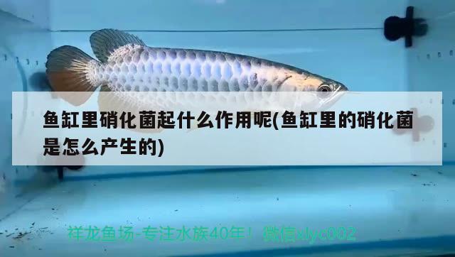 龍魚(yú)鰭發(fā)白怎么辦，爪爪博士對(duì)龍魚(yú)爛鰭的原因及防治方法及防治方法介紹