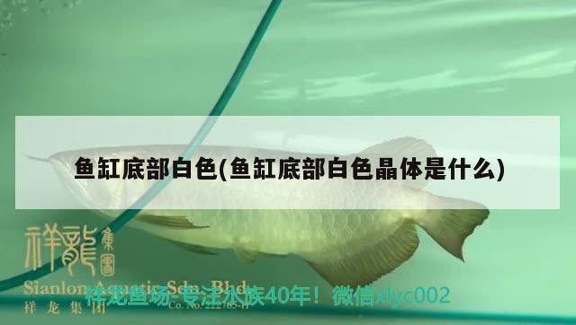 魚缸底部白色(魚缸底部白色晶體是什么)