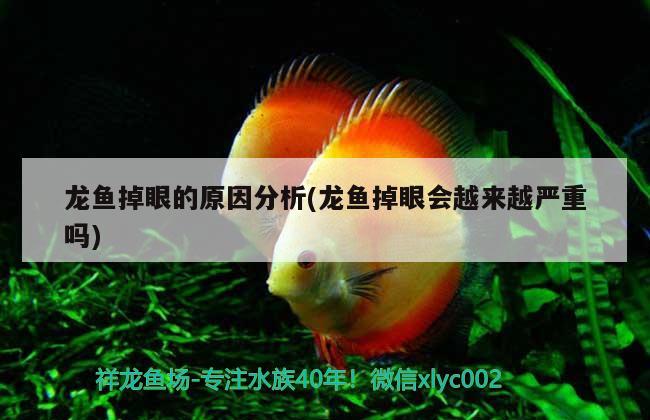 龍魚掉眼的原因分析(龍魚掉眼會越來越嚴重嗎) 銀古魚苗