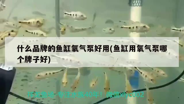 威海二手魚缸交易市場地址（樓上魚缸噪音怎么辦呢，很苦惱） 三間鼠魚 第1張