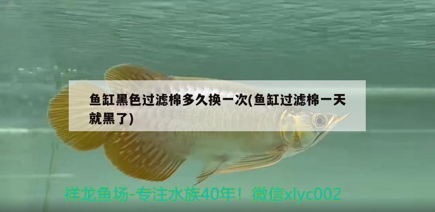 龍魚(yú)鰭發(fā)白怎么辦，爪爪博士對(duì)龍魚(yú)爛鰭的原因及防治方法及防治方法介紹