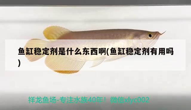 魚缸穩(wěn)定劑是什么東西啊(魚缸穩(wěn)定劑有用嗎) 暹羅巨鯉