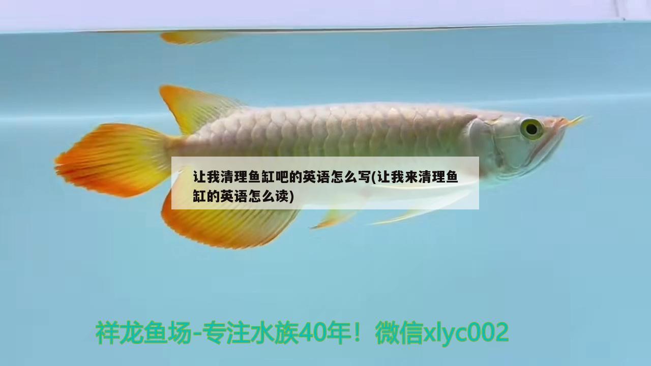 讓我清理魚缸吧的英語怎么寫(讓我來清理魚缸的英語怎么讀) 細(xì)線銀板魚苗