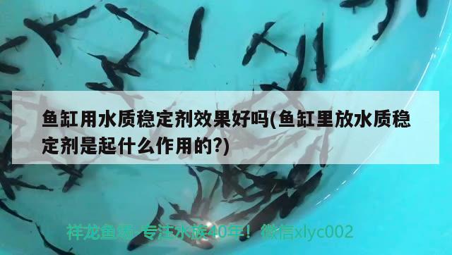 米奇魚怎么生小魚一次生多少小魚 孵化器 第2張